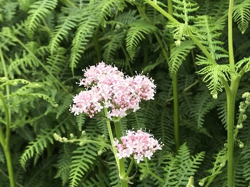 Valeriana excelsa (Valeriana excelsa)
