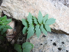 Valeriana excelsa (Valeriana excelsa)