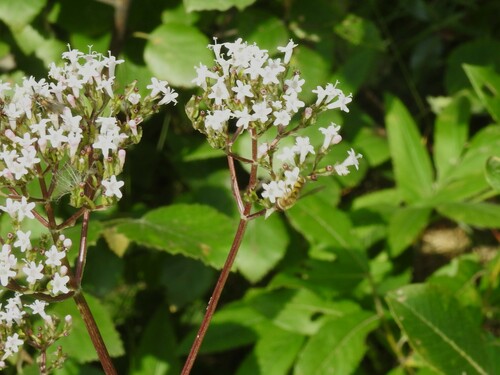 Valeriana excelsa (Valeriana excelsa)
