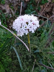 Valeriana italica (Valeriana italica)