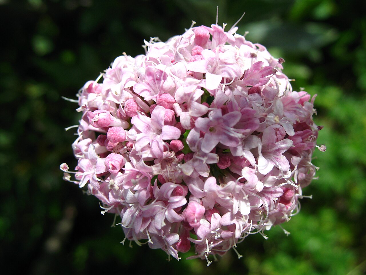 Valeriana italica: Valeriana tuberosa , Schynige Platte , Switzerland