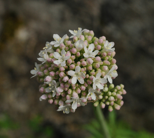 Valeriana italica (Valeriana italica)