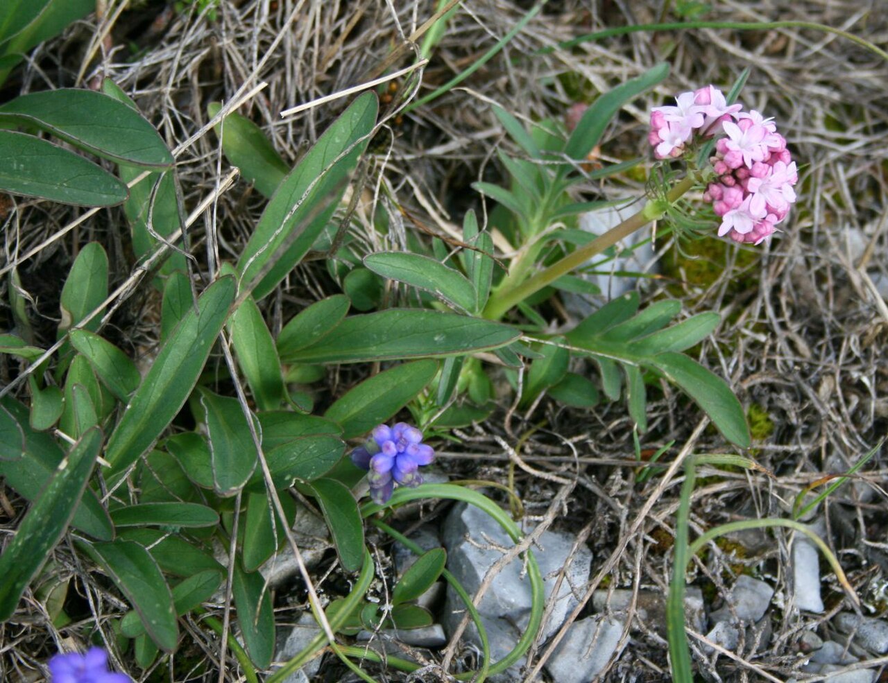 Valeriana italica: Valeriana tuberosa , Baldriangewächse (Valerianaceae) - Italien/Italia/Italy: Basilicata, Prov. Potenza, Parco Nazionale del Pollino, Massiccio del Pollino, Pia