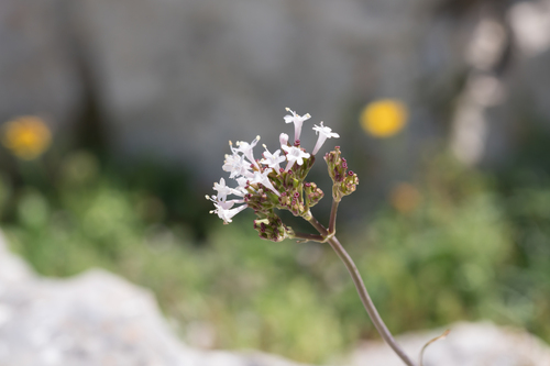 Valeriana italica (Valeriana italica)