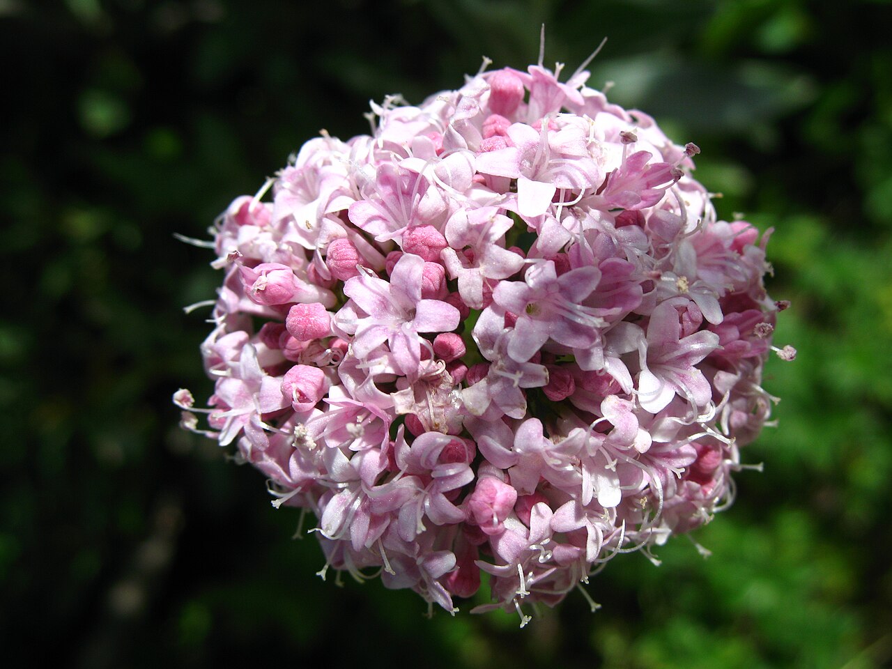 Valeriana italica: Valeriana tuberosa , Schynige Platte , Switzerland