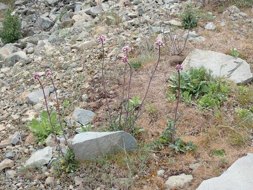 Valeriana italica (Valeriana italica)
