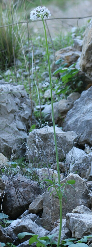 Valeriana italica (Valeriana italica)