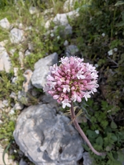 Valeriana italica (Valeriana italica)