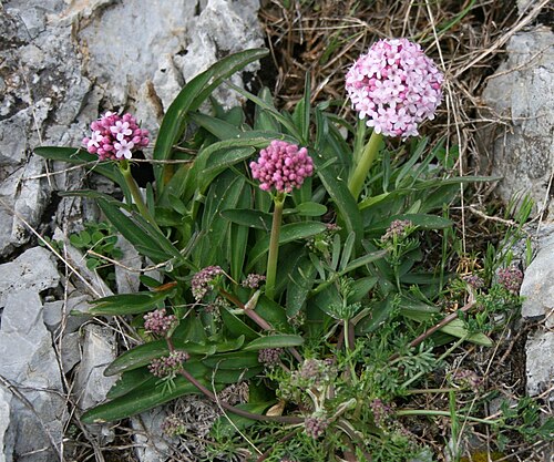 Valeriana italica: Valeriana tuberosa , Baldriangewächse (Valerianaceae) - Italien/Italia/Italy: Basilicata, Prov. Potenza, Parco Nazionale del Pollino, Massiccio del Pollino, Pia