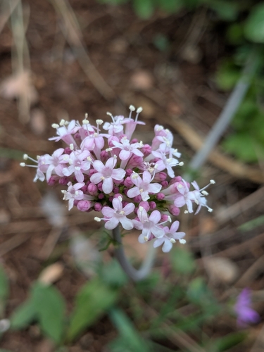 Valeriana italica (Valeriana italica)