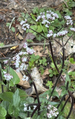 Nardostachys jatamansi (Jones ex Roxb.) DC. (Valeriana jatamansi)