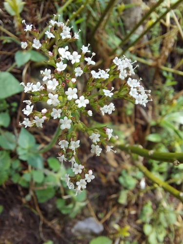 Nardostachys jatamansi (Jones ex Roxb.) DC. (Valeriana jatamansi)
