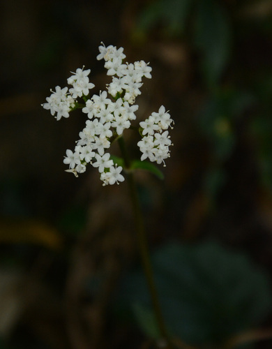 Nardostachys jatamansi (Jones ex Roxb.) DC. (Valeriana jatamansi)