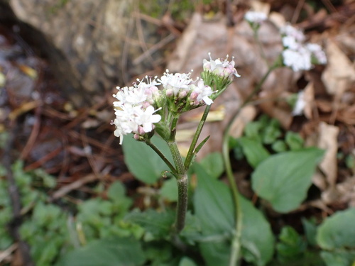 Nardostachys jatamansi (Jones ex Roxb.) DC. (Valeriana jatamansi)