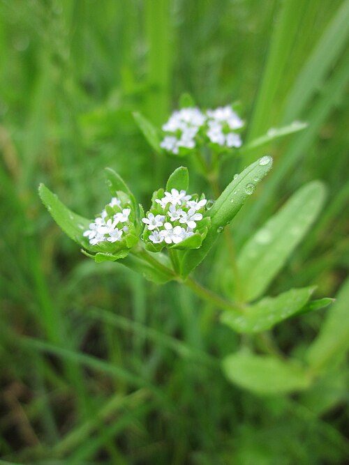 Lewiston cornsalad: Gewöhnlicher Feldsalat ( Valerianella locusta ) im Landesgartenschaupark Hockenheim