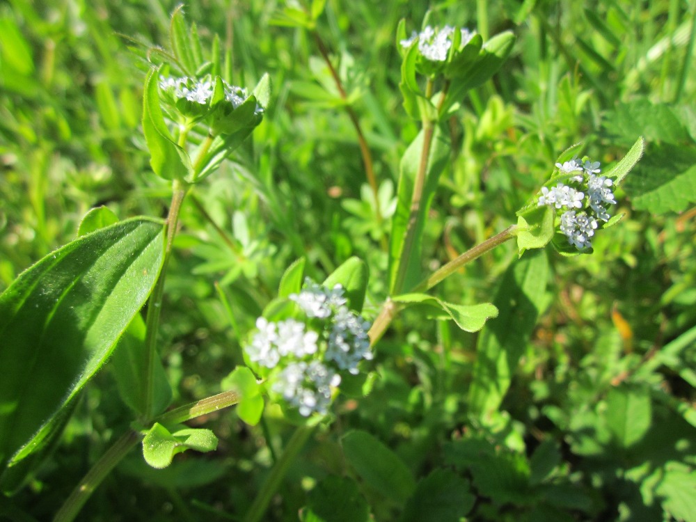 Lewiston cornsalad: Gewöhnlicher Feldsalat ( Valerianella locusta ) im Landesgartenschaupark Hockenheim