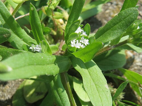 Lewiston cornsalad: Gewöhnlicher Feldsalat ( Valerianella locusta ) auf einem Grünstreifen zwischen Eisenbahnstraße und Am Damm in Hockenheim