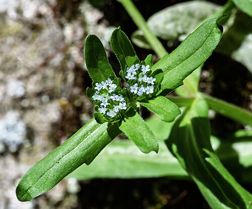 Lewiston cornsalad: Valerianella locusta - Flowers and leaves, in the gap of a wall.