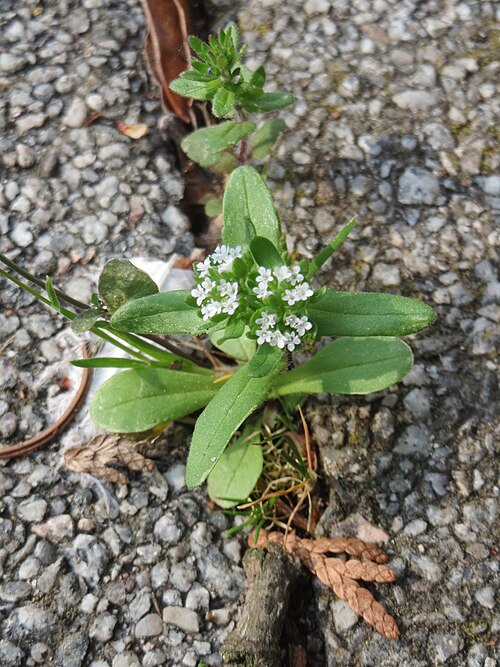 Lewiston cornsalad: Ritzenbotanik: Gewöhnlicher Feldsalat ( Valerianella locusta ) an der Friedhofsmauer in Hockenheim