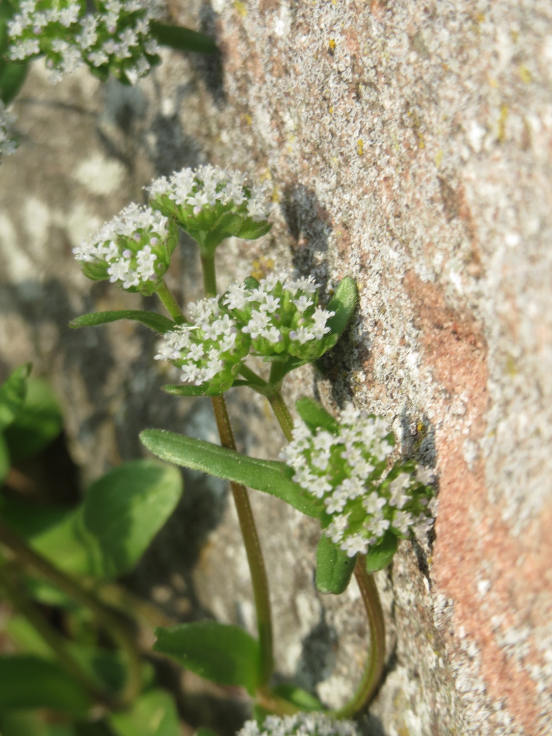Lewiston cornsalad: Ritzenbotanik: Gewöhnlicher Feldsalat ( Valerianella locusta ) an der Friedhofsmauer in Hockenheim
