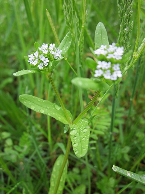 Lewiston cornsalad: Gewöhnlicher Feldsalat ( Valerianella locusta ) im Landesgartenschaupark Hockenheim