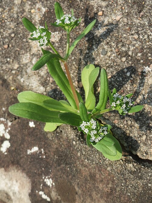 Lewiston cornsalad: Ritzenbotanik: Gewöhnlicher Feldsalat ( Valerianella locusta ) an der Friedhofsmauer in Hockenheim