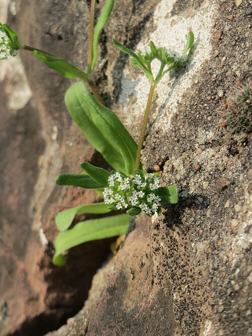 Lewiston cornsalad: Ritzenbotanik: Gewöhnlicher Feldsalat ( Valerianella locusta ) an der Friedhofsmauer in Hockenheim