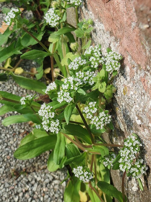 Lewiston cornsalad: Ritzenbotanik: Gewöhnlicher Feldsalat ( Valerianella locusta ) an der Friedhofsmauer in Hockenheim