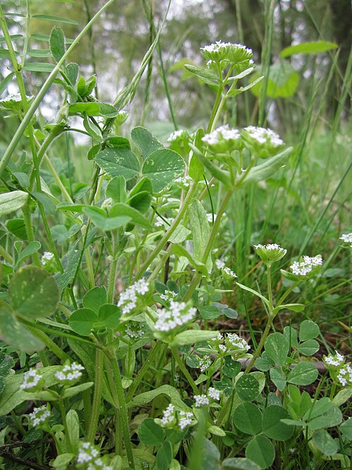 Lewiston cornsalad: Gewöhnlicher Feldsalat ( Valerianella locusta ) im Landesgartenschaupark Hockenheim