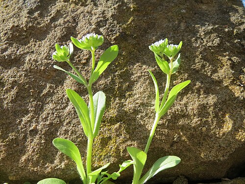 Lewiston cornsalad: Ungewöhnlicher Standort vom Gewöhnlichen Feldsalat ( Valerianella locusta ) an einer Mauer in Hockenheim