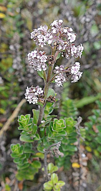Valeriana microphylla: The flower head of this mountain species from Papallacta Pass of the Ecuadorian Andes.