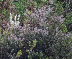 Valeriana microphylla (Valeriana microphylla)