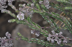 Valeriana microphylla (Valeriana microphylla)