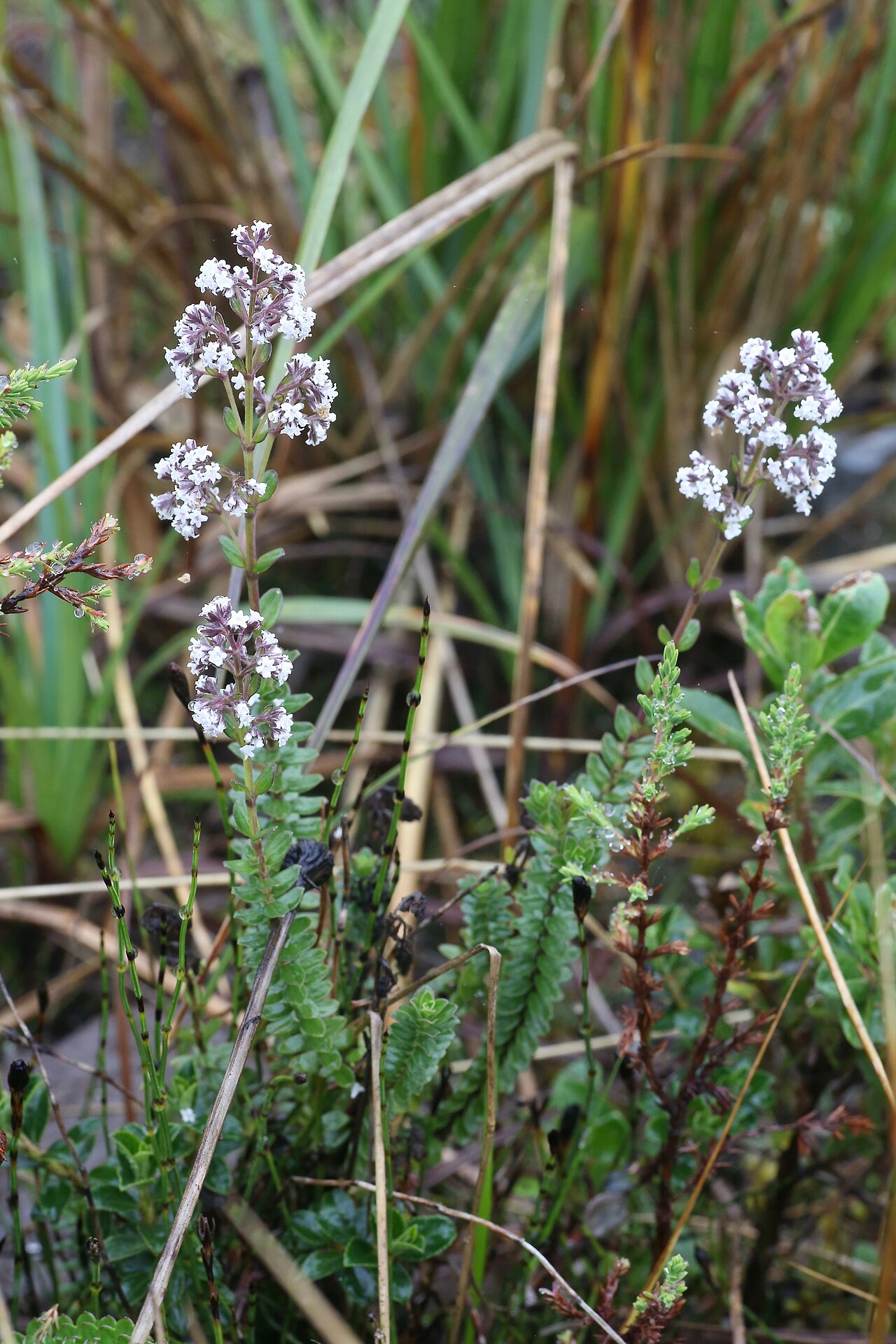 Valeriana microphylla: Ecuador, Napo Province, Cayambe Coca National Park, near Loreto lake, páramo, 3800 m