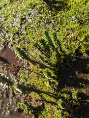 Valeriana microphylla (Valeriana microphylla)