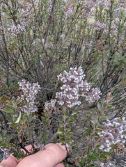 Valeriana microphylla (Valeriana microphylla)