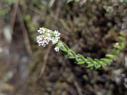 Valeriana microphylla (Valeriana microphylla)