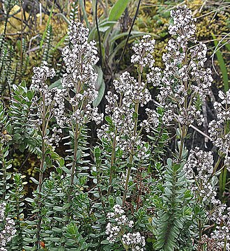 Valeriana microphylla: Native to the mountains of Ecuador and northern Peru. Photo from Papallacta Pass, east of Quito.