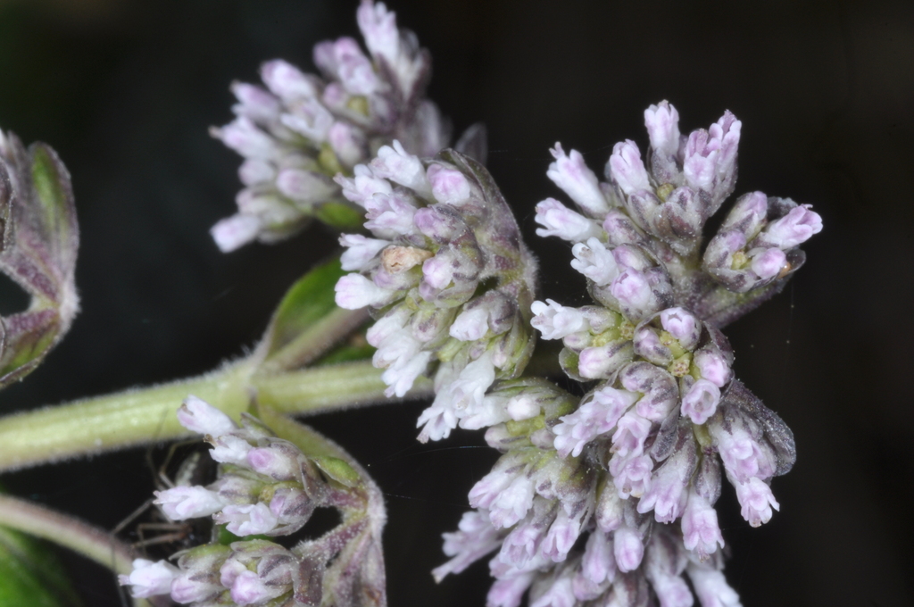 Valeriana microphylla (Valeriana microphylla)