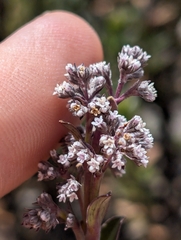 Valeriana microphylla (Valeriana microphylla)