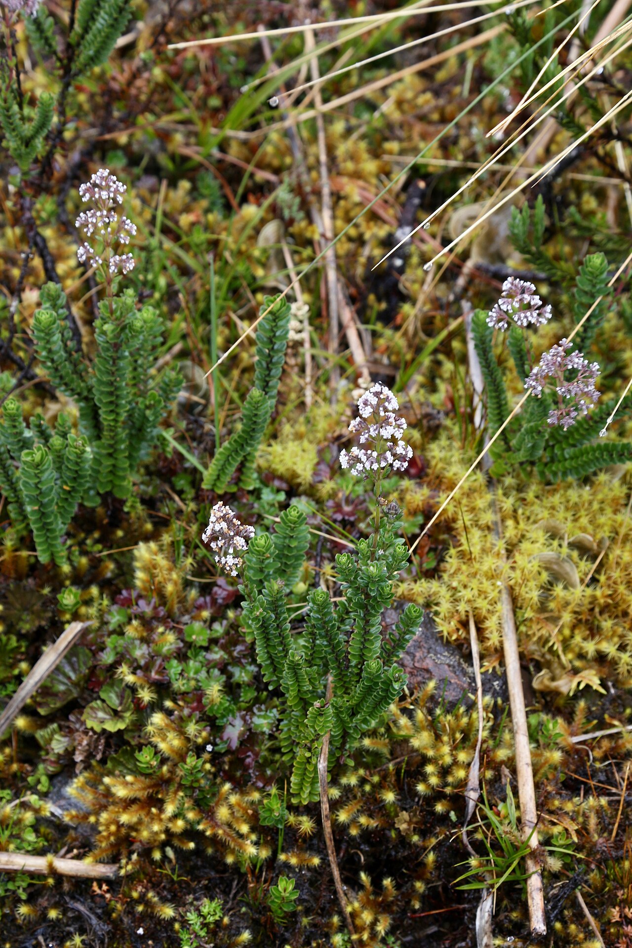 Valeriana microphylla: Ecuador, Napo Province, Cayambe Coca National Park, near Loreto lake, páramo, 3800 m