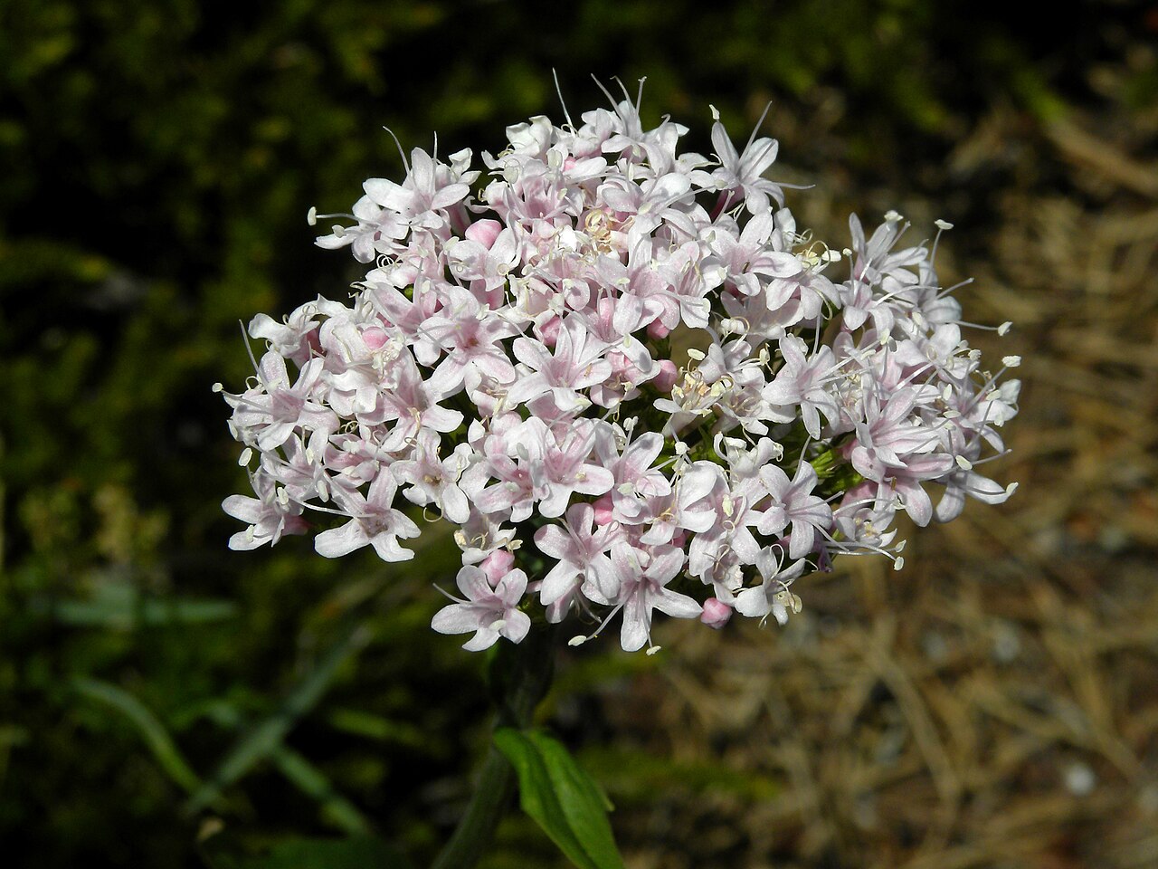 Dwarf valerian: Berg-Baldrian (Valeriana montana) auf der Rax