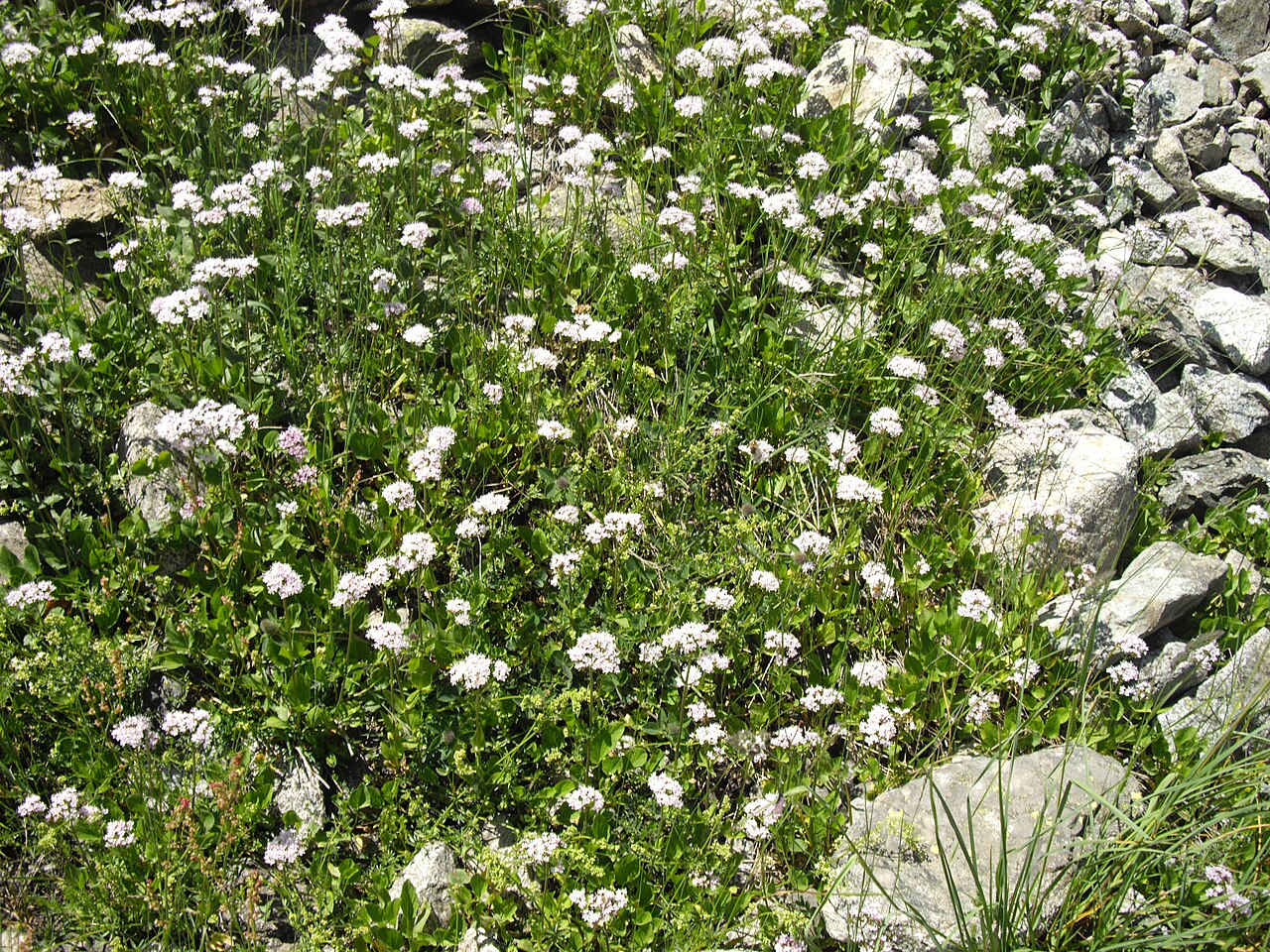 Dwarf valerian: Valeriana montana