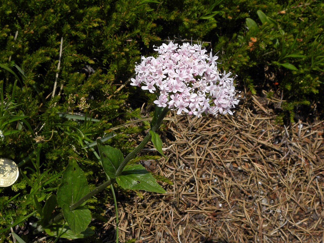 Dwarf valerian: Berg-Baldrian (Valeriana montana) auf der Rax