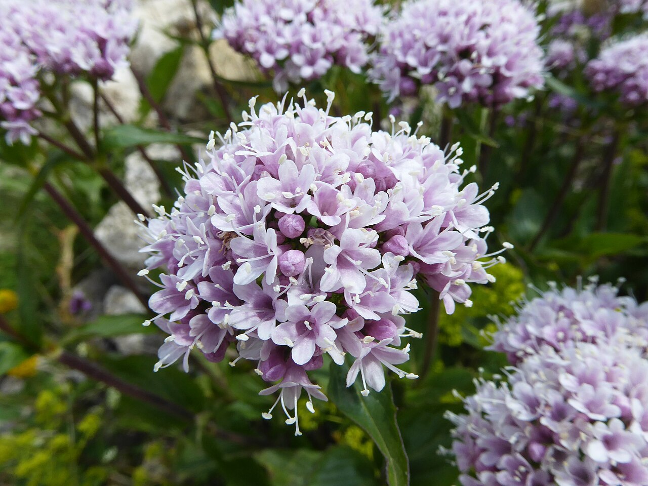 Dwarf valerian: Valeriana montana on the Dolomites above Canazei (Trentino, Italy), near the Sass Becè