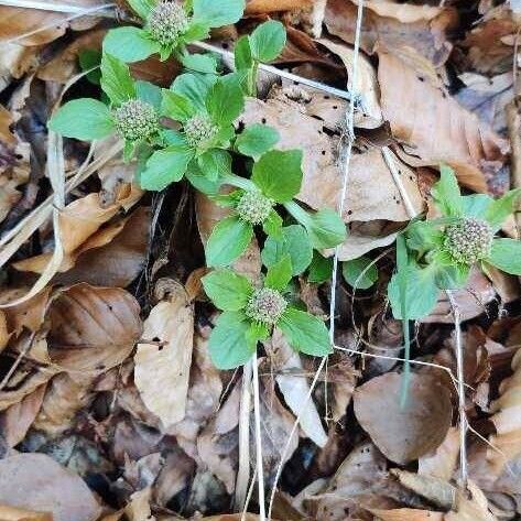 Dwarf valerian (Valeriana montana)