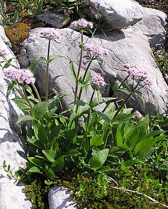Dwarf valerian: Valeriana montana auf dem Krippenstein, ca. 1900m hoch (auf Kalkstein, Dachsteinmassif, Österreich).