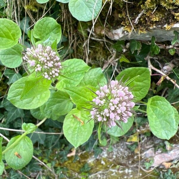 Dwarf valerian (Valeriana montana)