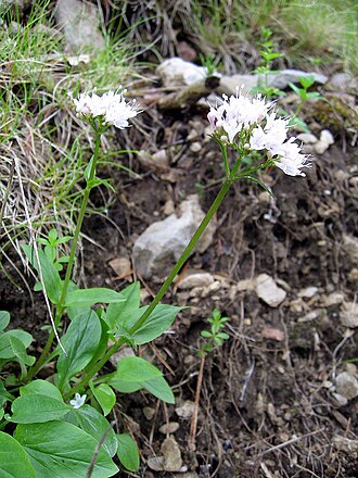 Dwarf valerian: Berg-Baldrian