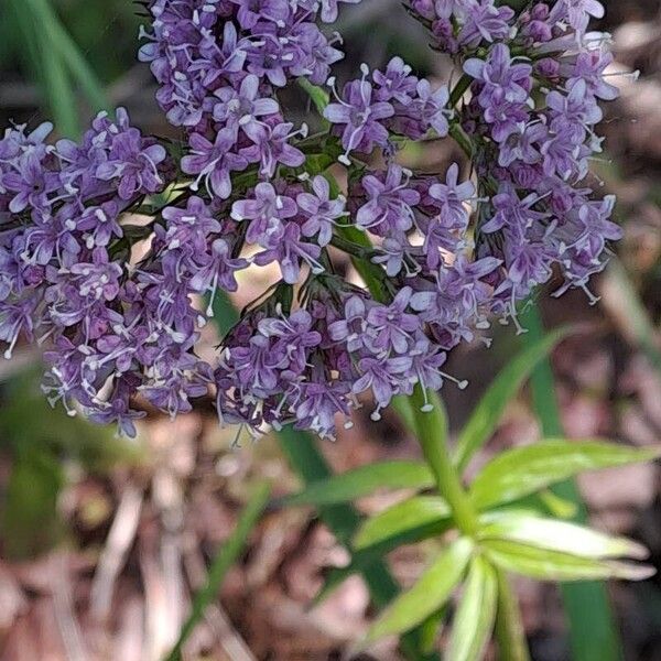 Dwarf valerian (Valeriana montana)